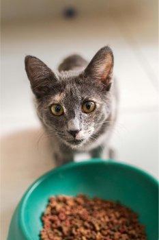 Cats Nutritional Requirements