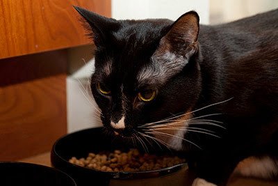 Dry Cat Food