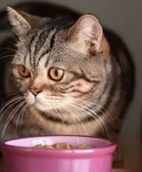 Grain-Free Cat Food