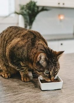 Grain-Inclusive Cat Food