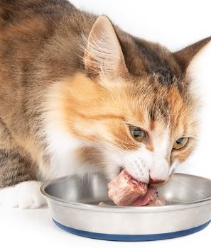 Role of Protein in Cat Food 