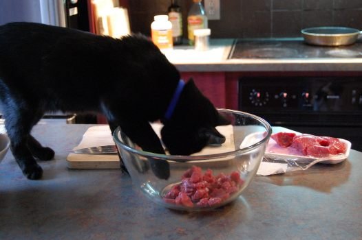 The Role of Protein in Cat Food