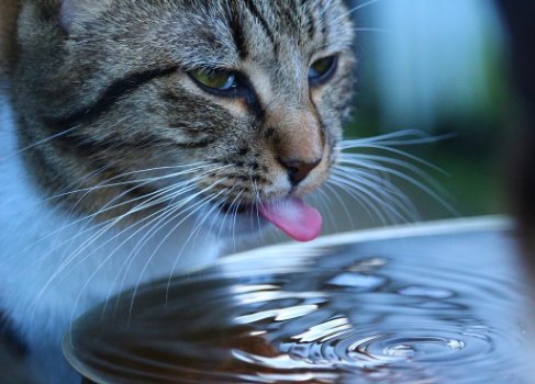 Water