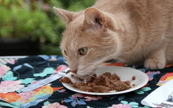 Wet Cat Food