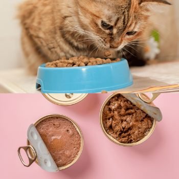 Wet vs. Dry Cat Food
