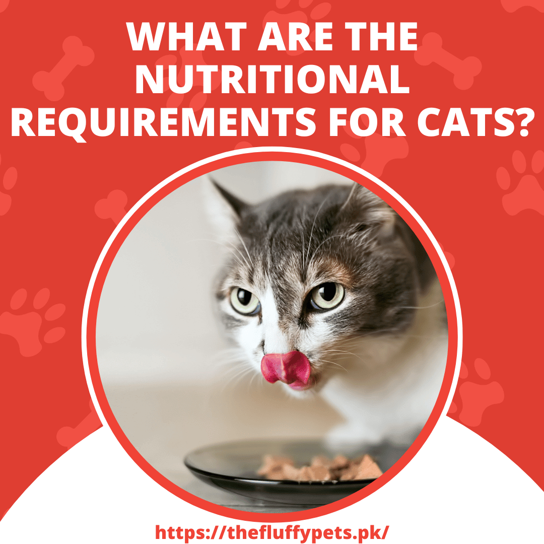 What are the Nutritional Requirements for Cats?