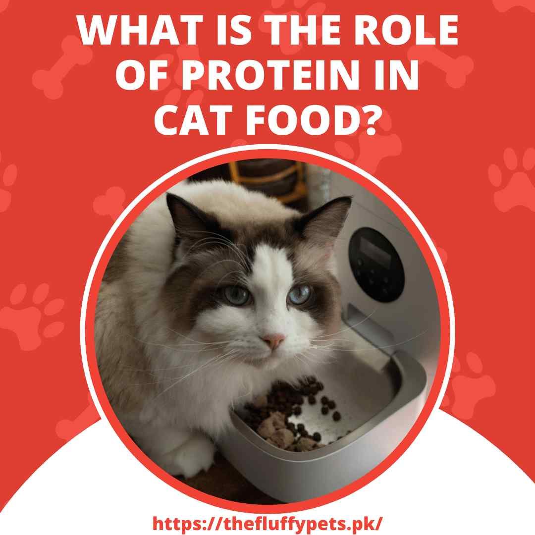What is The Role of Protein In Cat Food