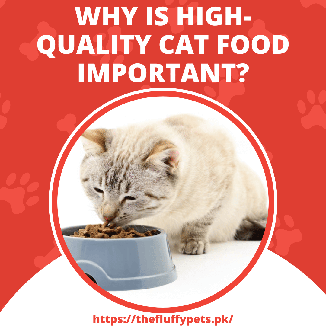Why is High-Quality Cat Food Important?